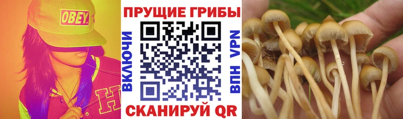 Псилоцибиновые грибы ЛСД  Купить закладки  Поворино 